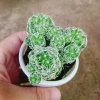 Xương Rồng Trứng Chim - Cây Cảnh Mini Giá 18.000đ, Siêu Nhỏ, Dễ Trồng, Khuyến Mãi 3