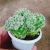 Xương Rồng Trứng Chim - Cây Cảnh Mini Giá 18.000đ, Siêu Nhỏ, Dễ Trồng, Khuyến Mãi 4