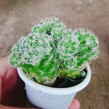 Xương Rồng Trứng Chim - Cây Cảnh Mini Giá 18.000đ, Siêu Nhỏ, Dễ Trồng, Khuyến Mãi 4 Xương Rồng Trứng Chim - Cây Cảnh Mini Giá 18.000đ, Siêu Nhỏ, Dễ Trồng, Khuyến Mãi 4