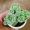 Xương Rồng Trứng Chim - Cây Cảnh Mini Giá 18.000đ, Siêu Nhỏ, Dễ Trồng, Khuyến Mãi 5