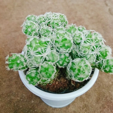 Xương Rồng Trứng Chim - Cây Cảnh Mini Giá 18.000đ, Siêu Nhỏ, Dễ Trồng, Khuyến Mãi 6 Xương Rồng Trứng Chim - Cây Cảnh Mini Giá 18.000đ, Siêu Nhỏ, Dễ Trồng, Khuyến Mãi 6