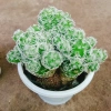 Xương Rồng Trứng Chim - Cây Cảnh Mini Giá 18.000đ, Siêu Nhỏ, Dễ Trồng, Khuyến Mãi 7