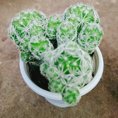 Xương Rồng Trứng Chim - Cây Cảnh Mini Giá 18.000đ, Siêu Nhỏ, Dễ Trồng, Khuyến Mãi