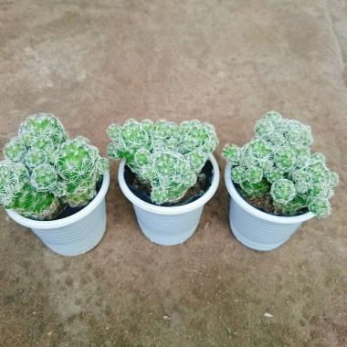 Xương Rồng Trứng Chim - Cây Cảnh Mini Giá 18.000đ, Siêu Nhỏ, Dễ Trồng, Khuyến Mãi 9 Xương Rồng Trứng Chim - Cây Cảnh Mini Giá 18.000đ, Siêu Nhỏ, Dễ Trồng, Khuyến Mãi 9
