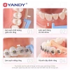 YANDY Bàn Chải Kẽ Răng Hình L - Làm Sạch Sâu Giữa Răng, Chỉnh Nha, Chính Hãng, 60.000₫ 4