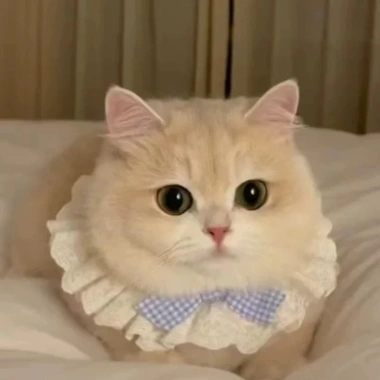 Yếm Chó Mèo Nơ Bướm Cotton Nguyên Chất Ren Viền - Khăn Nước Bọt Thú Cưng Chó Nhỏ Vừa