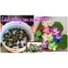 10 hạt Hoa Sen Mini Nhật - Dễ trồng, hoa nở bền, đẹp, chỉ 9.000đ