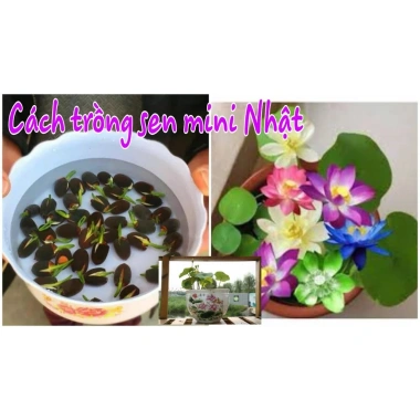10 hạt Hoa Sen Mini Nhật - Dễ trồng, hoa nở bền, đẹp, chỉ 9.000đ