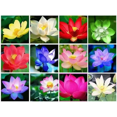 10 hạt Hoa Sen Mini Nhật - Dễ trồng, hoa nở bền, đẹp, chỉ 9.000đ