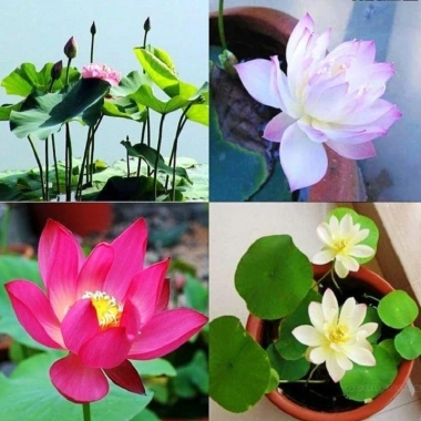 10 hạt Hoa Sen Mini Nhật - Dễ trồng, hoa nở bền, đẹp, chỉ 9.000đ