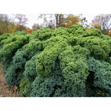 100 hạt giống cải kale xoăn xanh F1 Mỹ – Năng suất 98% – Chỉ 3.000₫, giá gốc 3.840₫ 2