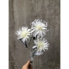 Ảnh Thật Hoa Cúc Giả Bỉ Ngạn 1 Cành 3 Bông Lụa Đường Kính 11cm - Cành 70cm, Cắm Bình Decor Giá 32.900đ 7