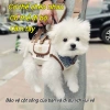 Balo chó 4 trong 1 thoáng khí, dây kéo vai - Túi xách ngoài trời cho chó nhỏ và trung bình 5