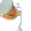 Bàn Chải Chỉnh Nha Gấp Gọn Lông Chữ V - Tiện Lợi, Vệ Sinh, Chuẩn Nha Khoa, Giá 29.000đ 7