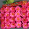 Bịch 40 hoa Đòa, mai giả đẹp, bông Tết, dây kẽm, lá cây - 15.582₫ 2