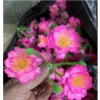 Bịch 40 hoa Đòa, mai giả đẹp, bông Tết, dây kẽm, lá cây - 15.582₫ 6