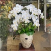 Bình ang S4 composite bh140 Lọ cắm hoa cao cấp, trang trí TM Decor, giá ưu đãi 328.000₫ 3