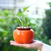 Bình hoa thủy sinh hình quả hồng - Lọ cắm hoa, chậu cây nước, decor nội thất 48.540₫