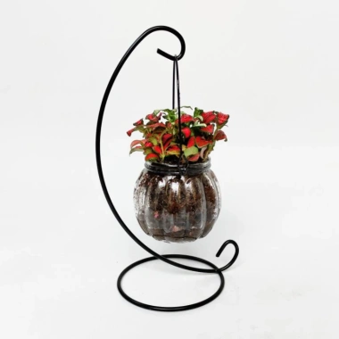 Bình thủy tinh trồng cây thủy sinh, treo giá, nuôi cá cảnh - Giá chỉ 24.000đ