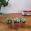 Bộ 3 Xương Rồng Sen Đá Mini - Phong Thủy, Trang Trí Bàn Làm Việc, Giá 47.000đ