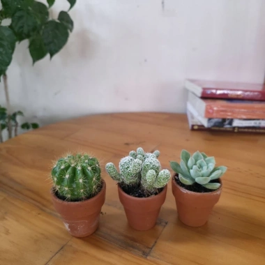 Bộ 3 Xương Rồng Sen Đá Mini - Phong Thủy, Trang Trí Bàn Làm Việc, Giá 47.000đ 3