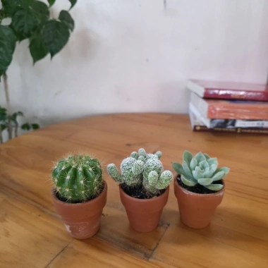 Bộ 3 Xương Rồng Sen Đá Mini - Phong Thủy, Trang Trí Bàn Làm Việc, Giá 47.000đ 5