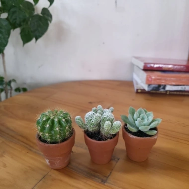 Bộ 3 Xương Rồng Sen Đá Mini - Phong Thủy, Trang Trí Bàn Làm Việc, Giá 47.000đ 6