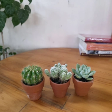 Bộ 3 Xương Rồng Sen Đá Mini - Phong Thủy, Trang Trí Bàn Làm Việc, Giá 47.000đ 7