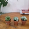 Bộ 3 Xương Rồng Sen Đá Mini - Phong Thủy, Trang Trí Bàn Làm Việc, Giá 47.000đ 9