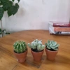Bộ 3 Xương Rồng Sen Đá Mini - Phong Thủy, Trang Trí Bàn Làm Việc, Giá 47.000đ 10