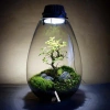 Bộ 9 bonsai mini terrarium – giống hiếm, dưới 10cm, cây tiểu cảnh, chỉ 29.000₫ (giá gốc 37.120₫)
