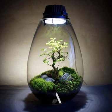 Bộ 9 bonsai mini terrarium – giống hiếm, dưới 10cm, cây tiểu cảnh, chỉ 29.000₫ (giá gốc 37.120₫)