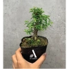 Bộ 9 bonsai mini terrarium – giống hiếm, dưới 10cm, cây tiểu cảnh, chỉ 29.000₫ (giá gốc 37.120₫) 2