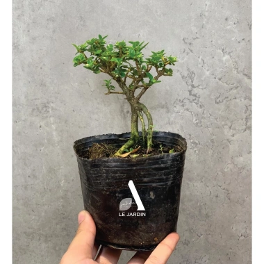 Bộ 9 bonsai mini terrarium – giống hiếm, dưới 10cm, cây tiểu cảnh, chỉ 29.000₫ (giá gốc 37.120₫) 4 Bộ 9 bonsai mini terrarium – giống hiếm, dưới 10cm, cây tiểu cảnh, chỉ 29.000₫ (giá gốc 37.120₫) 4