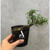 Bộ 9 bonsai mini terrarium – giống hiếm, dưới 10cm, cây tiểu cảnh, chỉ 29.000₫ (giá gốc 37.120₫) 5