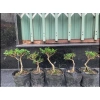 Bộ 9 bonsai mini terrarium – giống hiếm, dưới 10cm, cây tiểu cảnh, chỉ 29.000₫ (giá gốc 37.120₫) 6