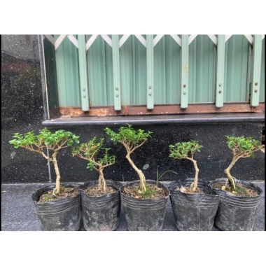 Bộ 9 bonsai mini terrarium – giống hiếm, dưới 10cm, cây tiểu cảnh, chỉ 29.000₫ (giá gốc 37.120₫)