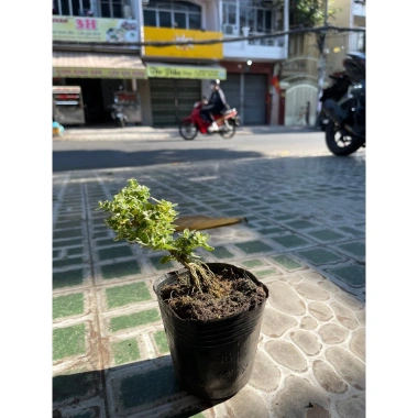 Bộ 9 bonsai mini terrarium – giống hiếm, dưới 10cm, cây tiểu cảnh, chỉ 29.000₫ (giá gốc 37.120₫)