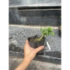 Bộ 9 bonsai mini terrarium – giống hiếm, dưới 10cm, cây tiểu cảnh, chỉ 29.000₫ (giá gốc 37.120₫) 10