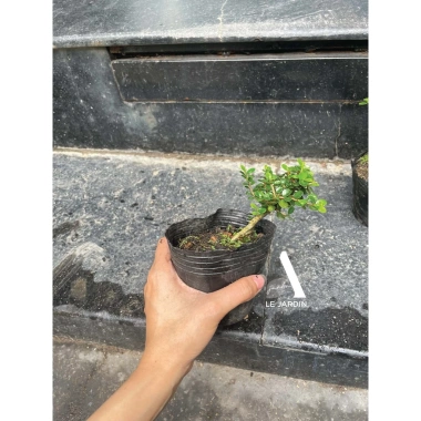 Bộ 9 bonsai mini terrarium – giống hiếm, dưới 10cm, cây tiểu cảnh, chỉ 29.000₫ (giá gốc 37.120₫)