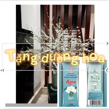 Bó tuyết mai rừng siêu nụ dài 1m - Trang trí cắm bình hoa, giá chỉ 25k