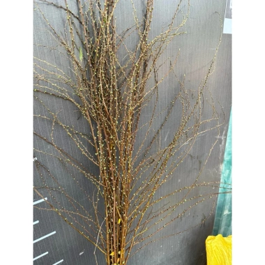 Bó tuyết mai rừng siêu nụ dài 1m - Trang trí cắm bình hoa, giá chỉ 25k 4 Bó tuyết mai rừng siêu nụ dài 1m - Trang trí cắm bình hoa, giá chỉ 25k 4