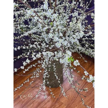 Bó tuyết mai rừng siêu nụ dài 1m - Trang trí cắm bình hoa, giá chỉ 25k