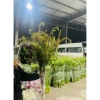 Bó tuyết mai rừng siêu nụ dài 1m - Trang trí cắm bình hoa, giá chỉ 25k 8
