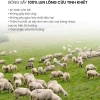 Bóng sấy len lông cừu Sen Đá Home Bedding 7-8cm - mềm, giảm tĩnh điện, tiết kiệm năng lượng, giá 265k 2