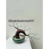 Bonsai giả Kẽm Nhung 45-50cm 20 nhánh hoa Mai Đào, trang trí Tết, giá 44.000đ 9