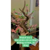 Bonsai giả trang trí hoa Tết tiện lợi - Nhiều kiểu dáng, kích thước đa dạng, giá 33.000đ