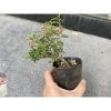 Bonsai Hồng Ngọc Mai mini – Cây bông hồng tiểu cảnh, bán cạn, combo giá thể – Chỉ 99.000đ