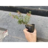 Bonsai Hồng Ngọc Mai mini – Cây bông hồng tiểu cảnh, bán cạn, combo giá thể – Chỉ 99.000đ 2