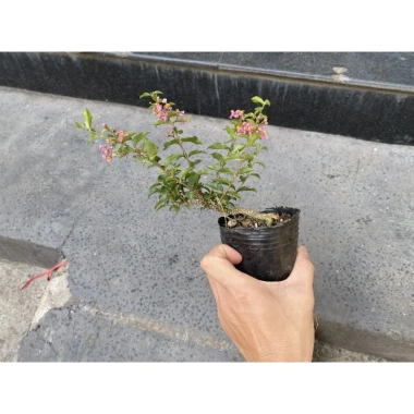 Bonsai Hồng Ngọc Mai mini – Cây bông hồng tiểu cảnh, bán cạn, combo giá thể – Chỉ 99.000đ 2